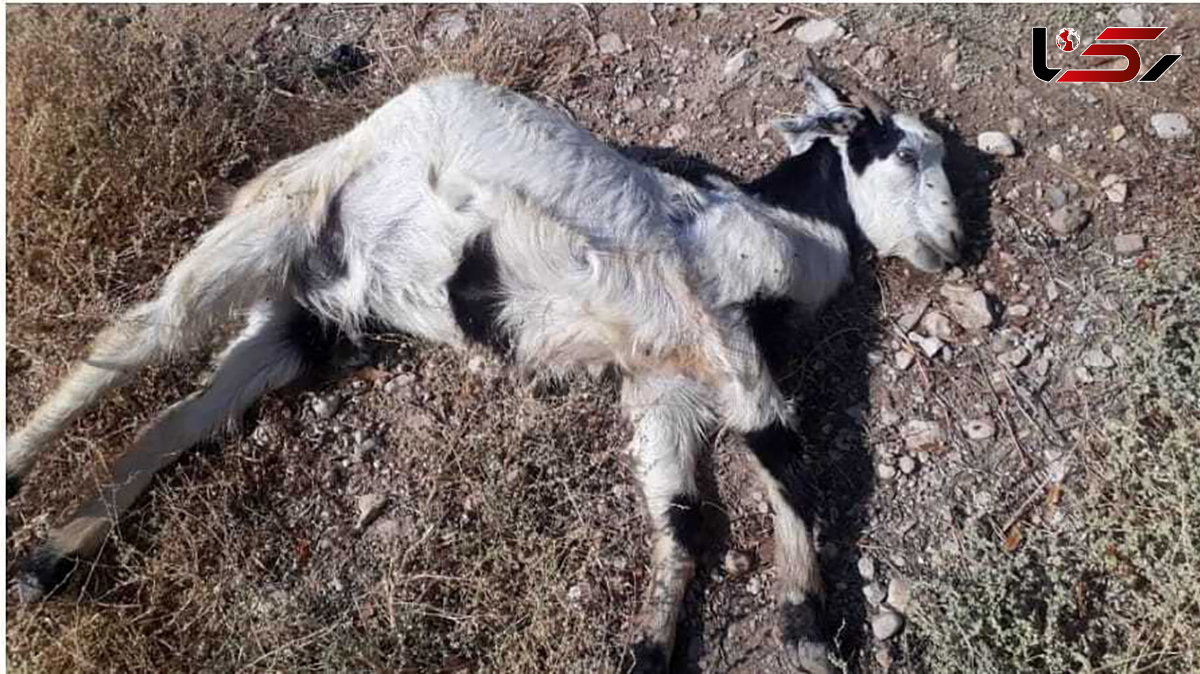 حمله پلنگ به روستای تریش بشاگرد 