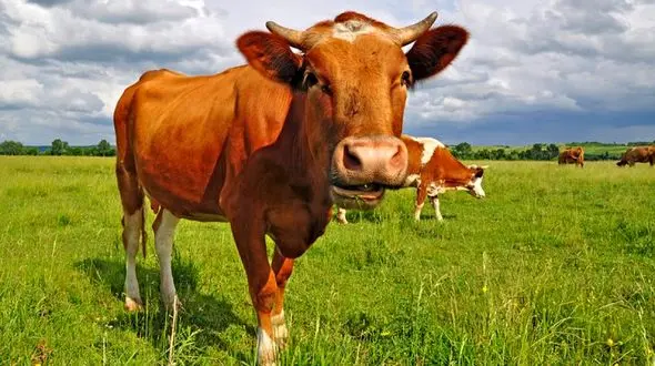 فیلم عاقل ترین گاو دنیا / شوک آور !