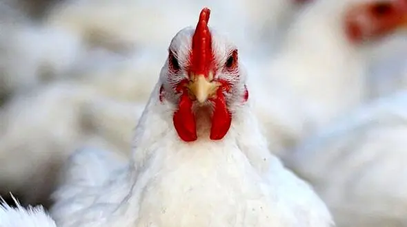 استخوان مرغ کمیاب شد + قیمت ها