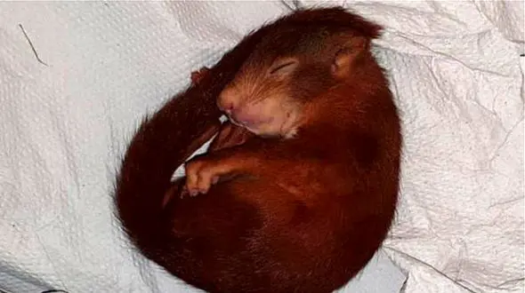 عجیب ترین شکایت از یک سنجاب / پلیس شوکه شد! +عکس