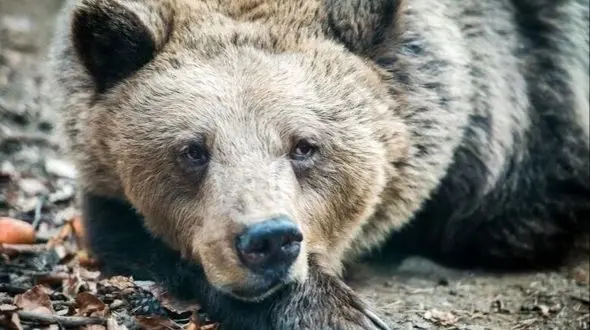 زندگی در نزدیکی انسان ها، خرس ها را کوچک تر و آرام تر کرده است