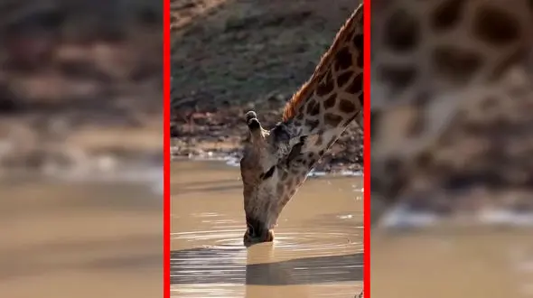 فیلم نوشیدن ۳۸ لیتر آب توسط زرافه در یک نشست