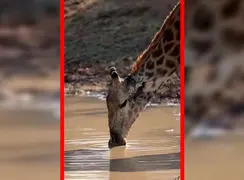 فیلم نوشیدن ۳۸ لیتر آب توسط زرافه در یک نشست