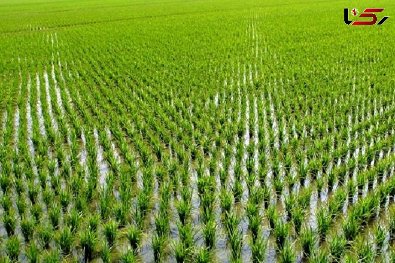 کاشت برنج عامل اصلی گرمایش زمین !