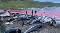 فیلم هولناک از کشتار ۱۴۰۰ دلفین / شکار ظالمانه  + عکس