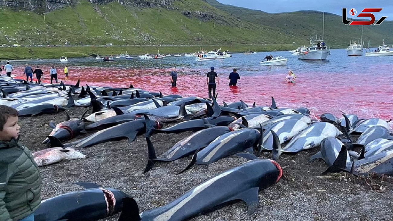 فیلم هولناک از کشتار ۱۴۰۰ دلفین / شکار ظالمانه  + عکس