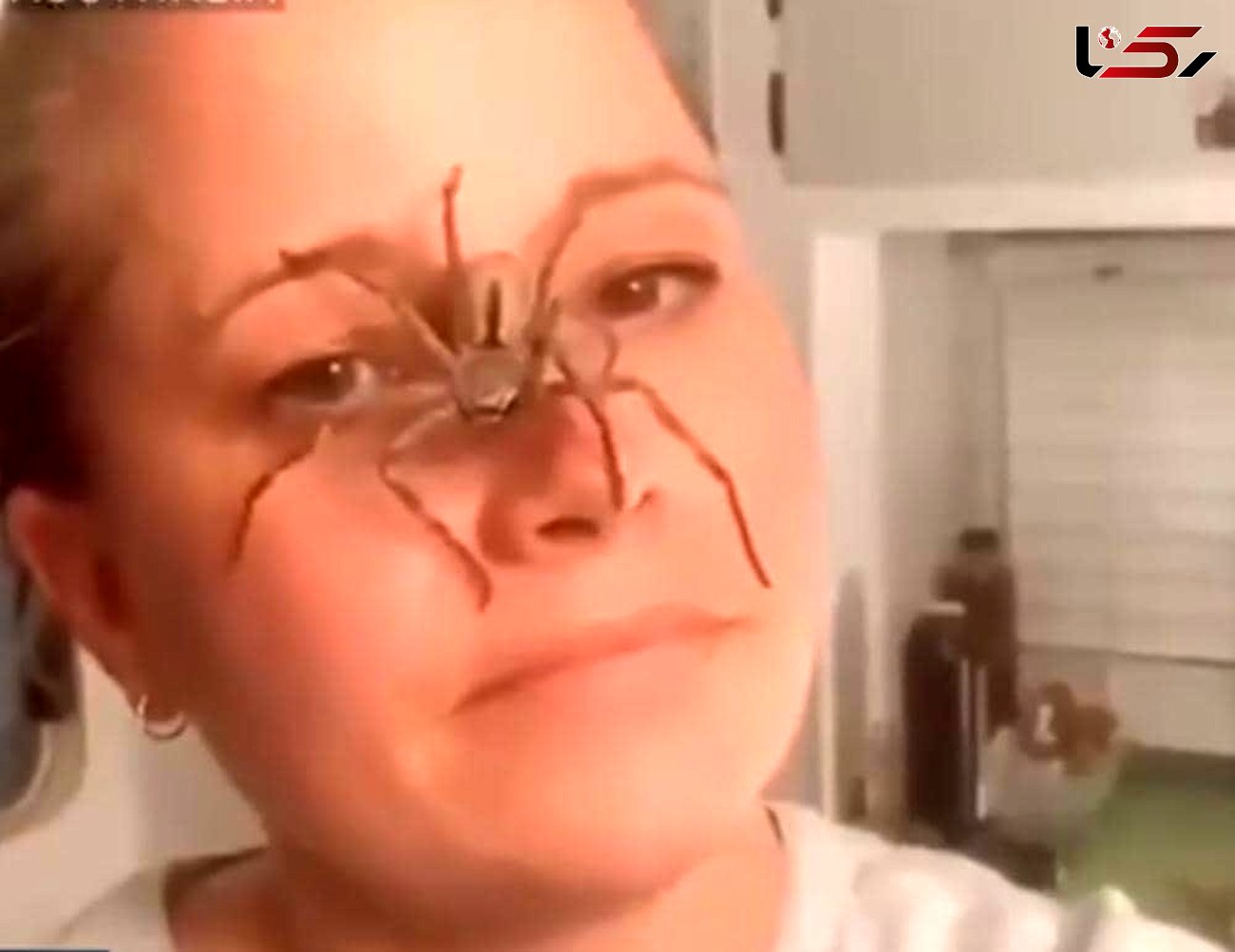فیلم خزیدن عنکبوت عظیم الجثه روی صورت زن جوان