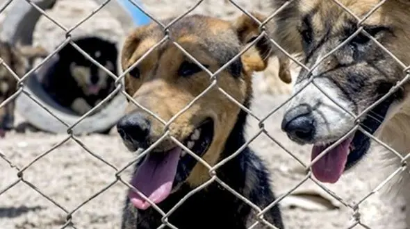 واکنش فعالان حقوق حیوانات به فیلم سک گشی در تهران / درخواست پیگیری از نماینده مجلس