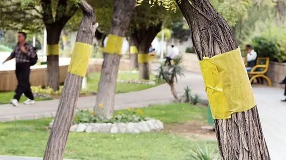 شهرداری تهران  برای مبارزه با سفیدبالک ها چه برنامه ای دارد؟