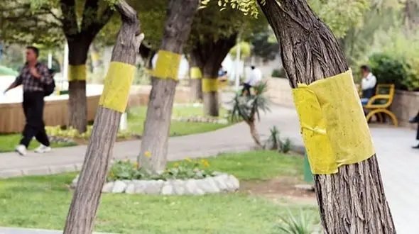 شهرداری تهران  برای مبارزه با سفیدبالک ها چه برنامه ای دارد؟