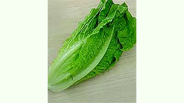 دانستنی های مهم درباره کاهو 