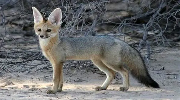 فیلم مکالمه طنزگونه و تلخ یک روستایی با روباه 