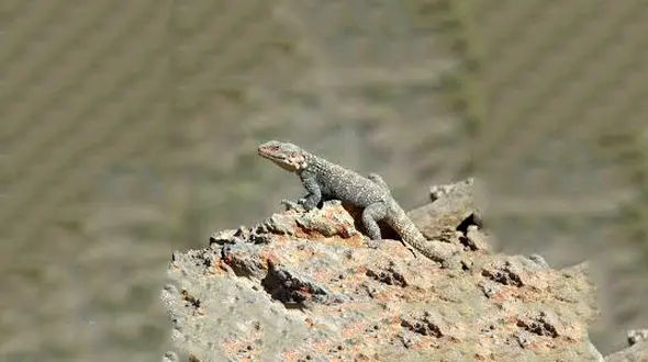 جنگ فوق العاده سوسمار و یک پرنده ی کوچک+فیلم و عکس