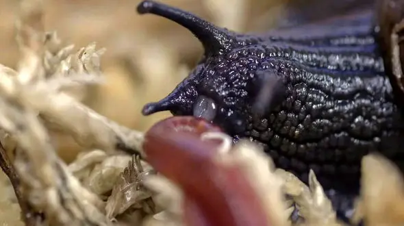 تخم‌ گذاری عجیب حلزون غول‌ پیکر از گردن؛ شگفتی طبیعت را ببینید + فیلم