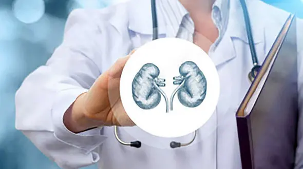 غذاهای گیاهی دوستدار کلیه ها کدامند؟