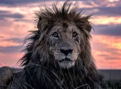 لحظاتی از فیلم تلاش ۷ ساعته شیر برای شکار گراز