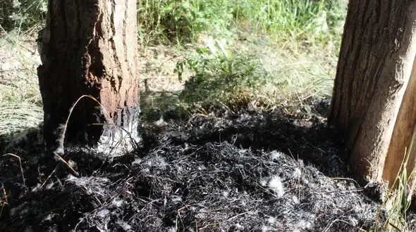 مهار آتش‌سوزی باغ‌های خلخال 