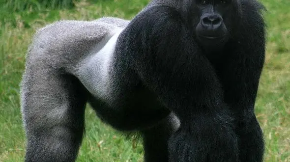 از لج بازی کودک با گوسفند تا درگیری بین دو گوریل 