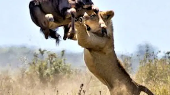 درگیری حیوانات جنگل از شیر تا اسب های اهلی