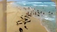 فیلم خودکشی دسته جمعی دلفین ها را ببینید