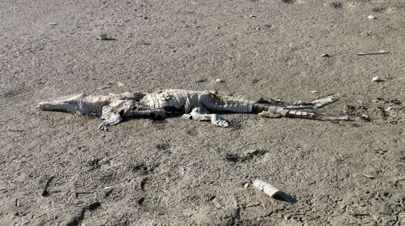 لاشه یک تمساح گاندو پیدا شد / اطلاعیه محیط زیست + عکس 