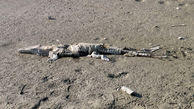 لاشه یک تمساح گاندو پیدا شد / اطلاعیه محیط زیست + عکس 