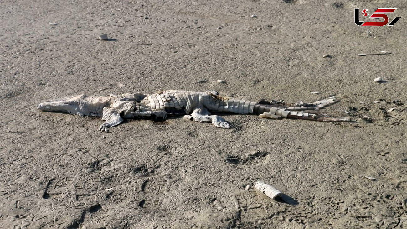 لاشه یک تمساح گاندو پیدا شد / اطلاعیه محیط زیست + عکس 