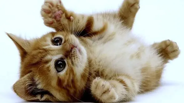 فیلم/ گربه بازی‌گوشی که دست از سر راننده برنمی‌داشت! 