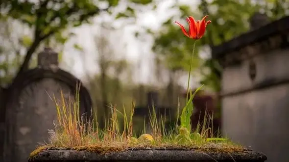 راز شادکامی: چگونه «تئوری تشییع جنازه» می‌ تواند زندگی شما را تغییر دهد؟