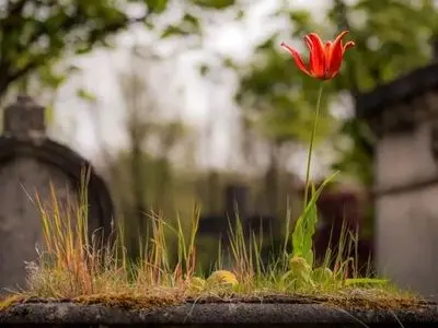 راز شادکامی: چگونه «تئوری تشییع جنازه» می‌ تواند زندگی شما را تغییر دهد؟