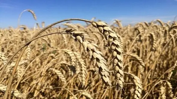 سازمان ملل: میلیون ها تن غلات در بنادر اوکراین غیرقابل دسترس شده است