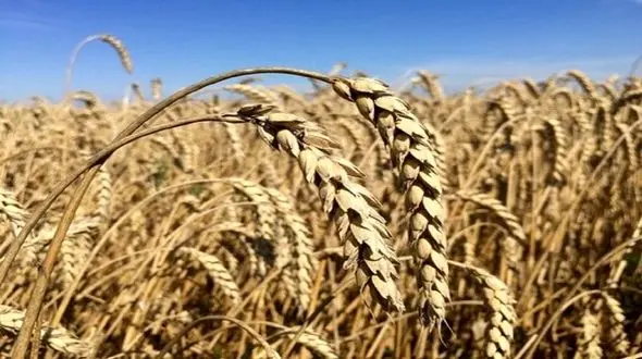 سازمان ملل: میلیون ها تن غلات در بنادر اوکراین غیرقابل دسترس شده است