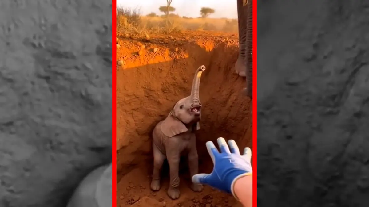 فیلم نجات بچه فیل از گودال عمیق ساخته شده با هوش مصنوعی