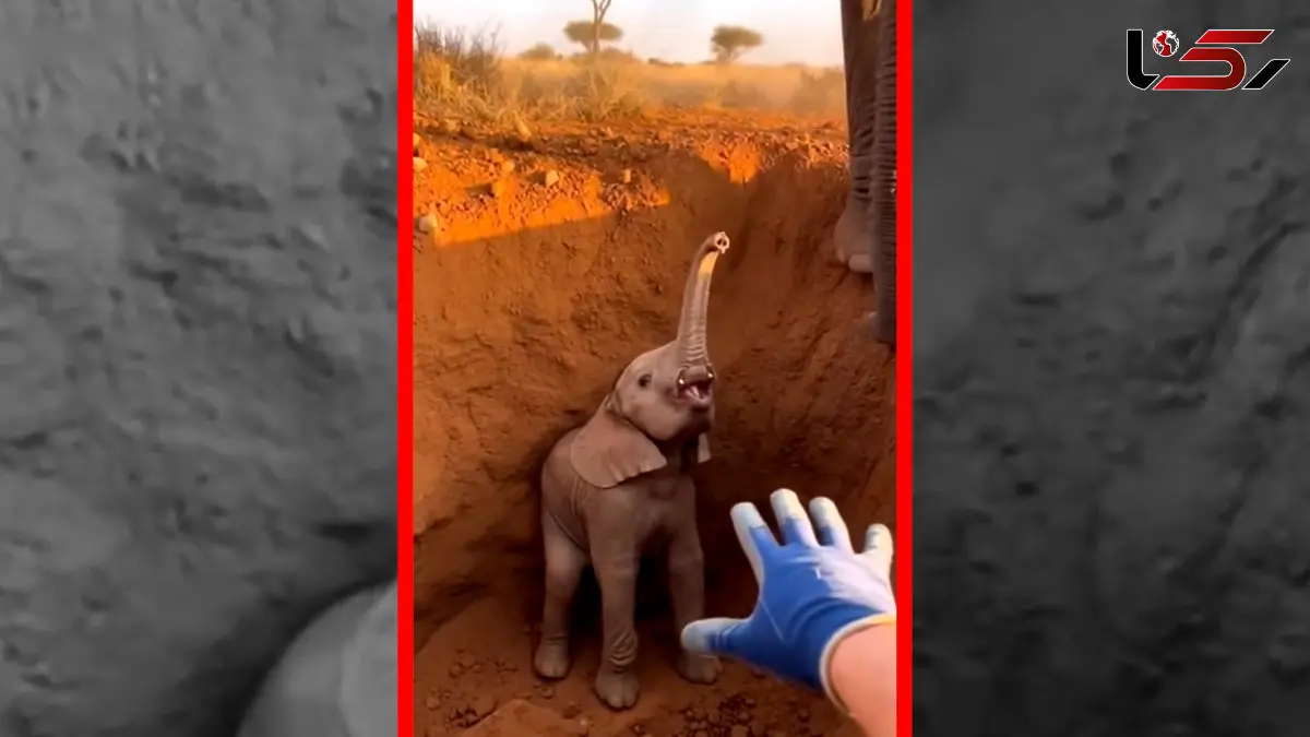 فیلم نجات بچه فیل از گودال عمیق ساخته شده با هوش مصنوعی