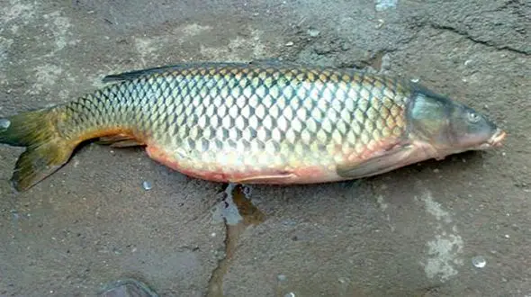 این ماهی صیادان را غافلگیر کرد + فیلم