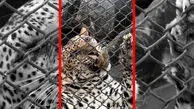 فیلم شکار غیرمنتظره پلنگ در بانکوک
