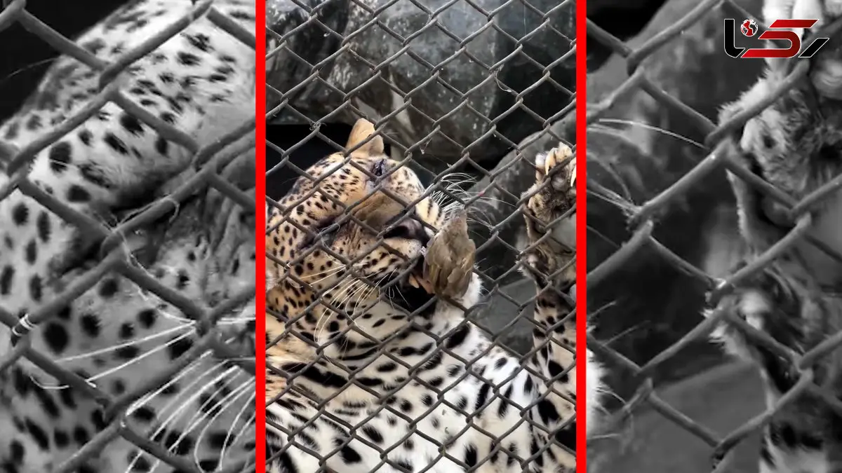 فیلم شکار غیرمنتظره پلنگ در بانکوک