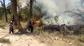 200 نخل در آتش سوخت / در فارس رخ داد