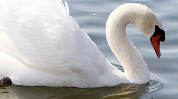 از زیبایی قو ها تا حمله کرگدن به ماشین های تماشاگران