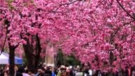  بهار در چین آمد + تصاویر زیبا