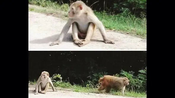 میمون‌های وحشی چگونه از ایران سر درآوردند؟ / آنها به همه حمله می کنند+ عکس
