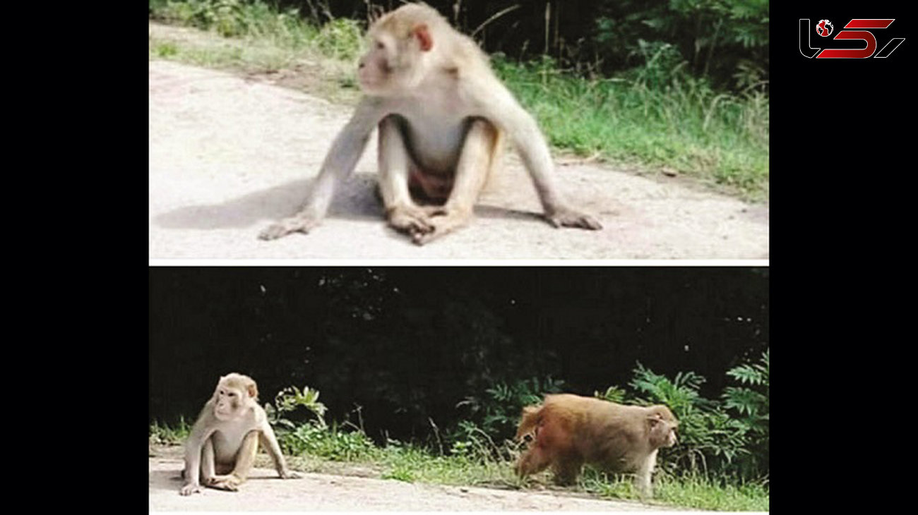 میمون‌های وحشی چگونه از ایران سر درآوردند؟ / آنها به همه حمله می کنند+ عکس

