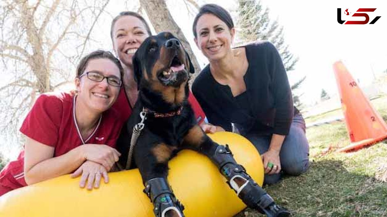 پاهای مصنوعی برای سگ خوش شانسی که از سرما نجات یافت +عکس 