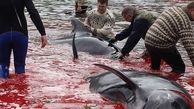 قتل دلخراش نهنگ ها به خاطر یک سنت قدیمی+عکس