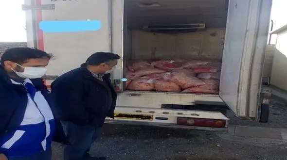 عکس / شینسل و فیله مرغ های غیرقانونی در یک قدمی شهرضا