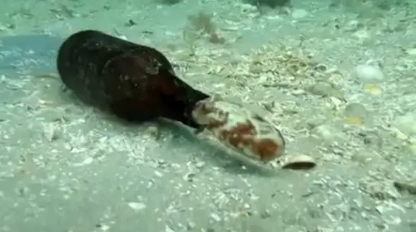 دردسر شیشه برای هشت پا+فیلم