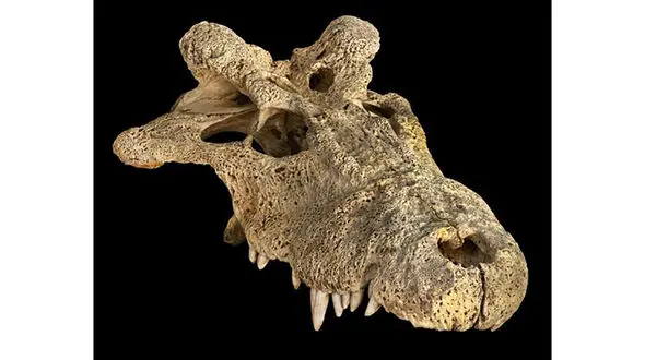 کشف جمجمه تمساح 260 میلیون ساله+ عکس