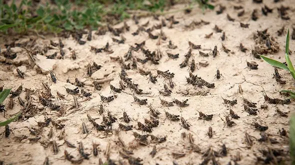 هجوم ملخ‌های کوهاندار به تاغ زارهای گناباد + فیلم 