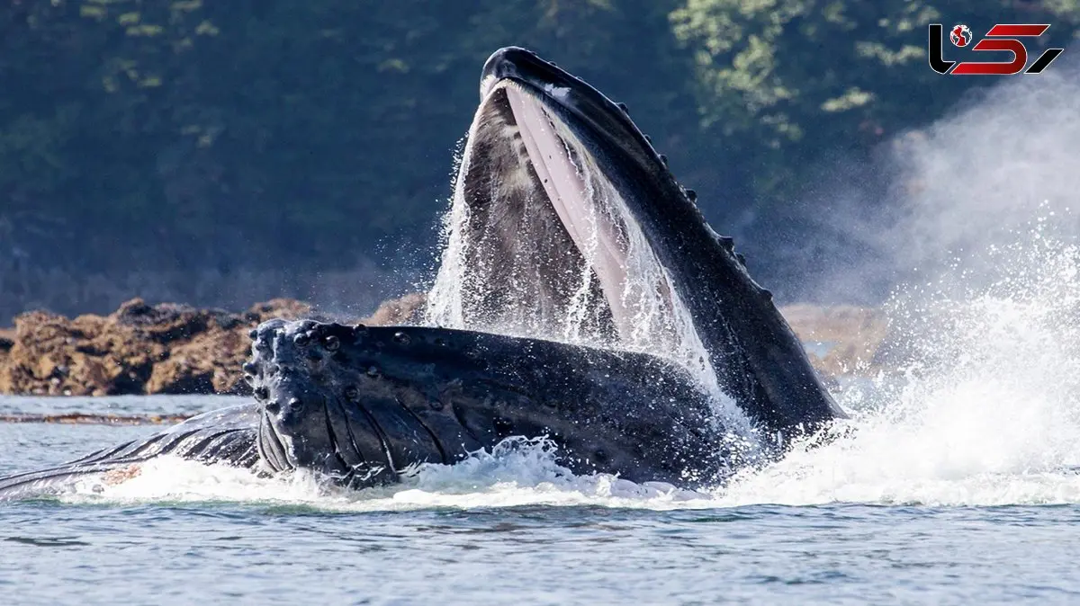 نهنگ‌ های آدم‌ خوار؛ حقیقتی ترسناک یا فقط یک افسانه دریایی؟