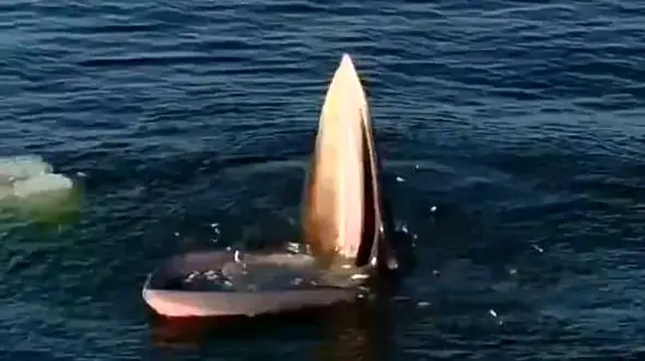 هزاران ماهی طعمه یک کوسه شدند + فیلم